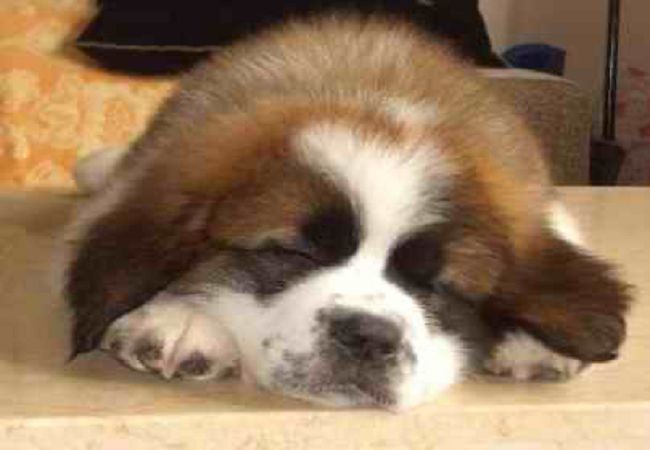 圣伯纳犬